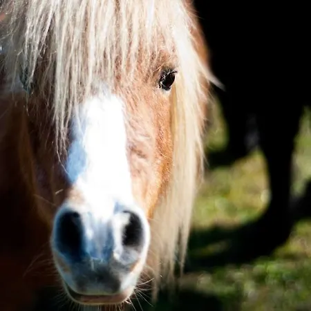 Panzió Chateau Du Bourbet Cherval