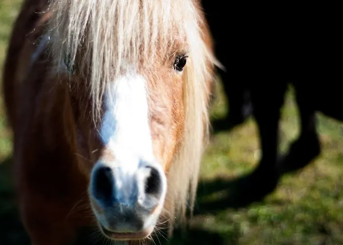 Alojamento de Acomodação e Pequeno-almoço Château Du Bourbet Cherval